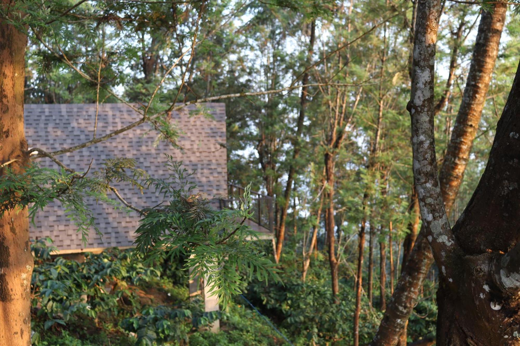 Farm stay Cicadas Nature - A Frame Wayanad
