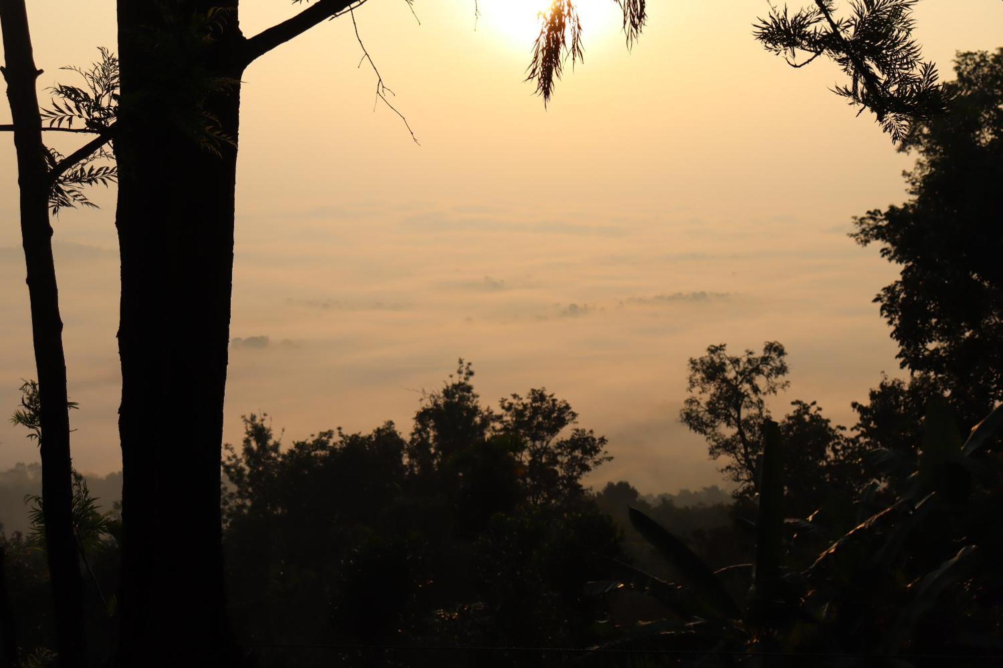 Farm stay Cicadas Nature - A Frame Wayanad