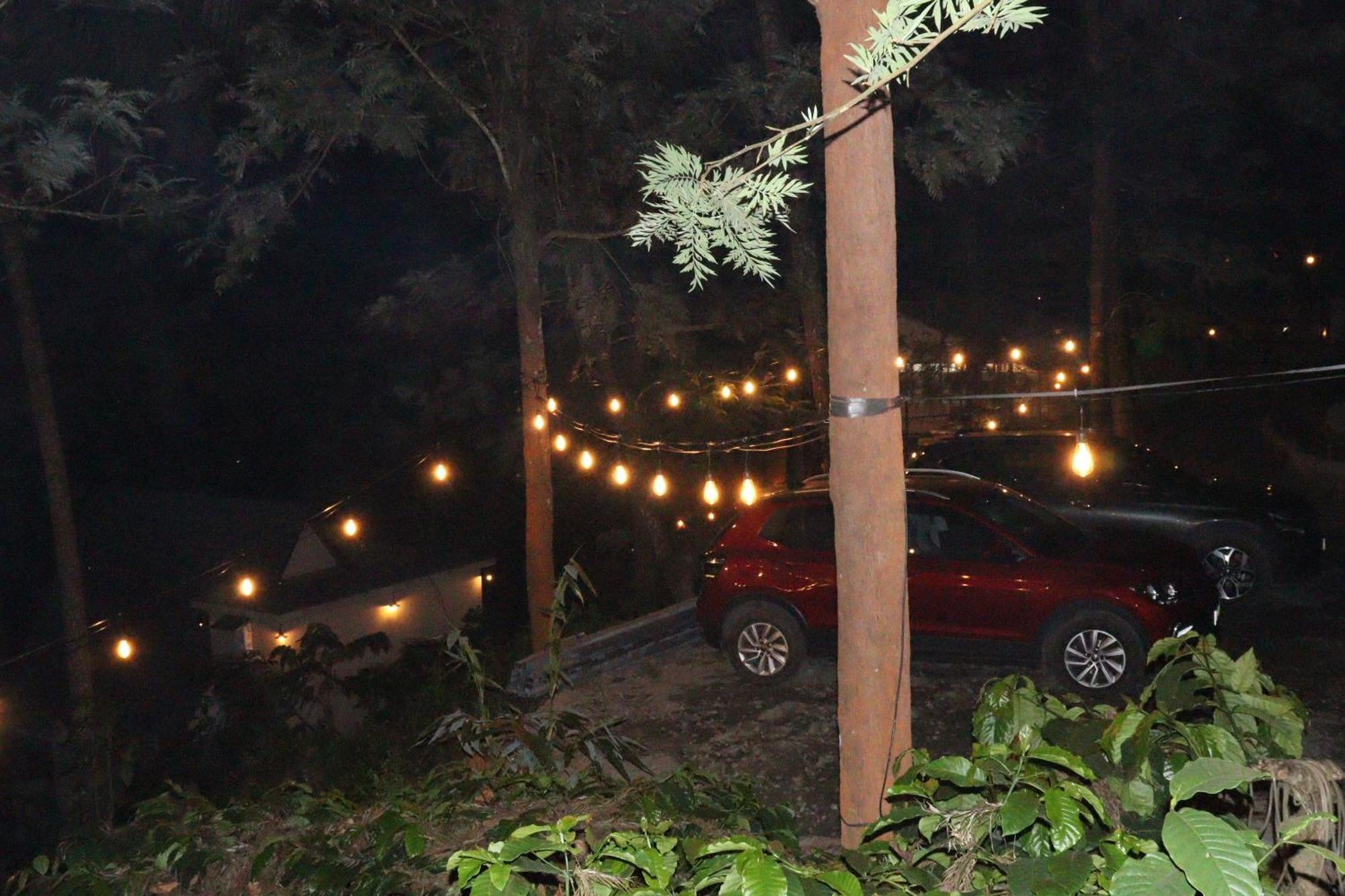 Cicadas Nature - A Frame Wayanad