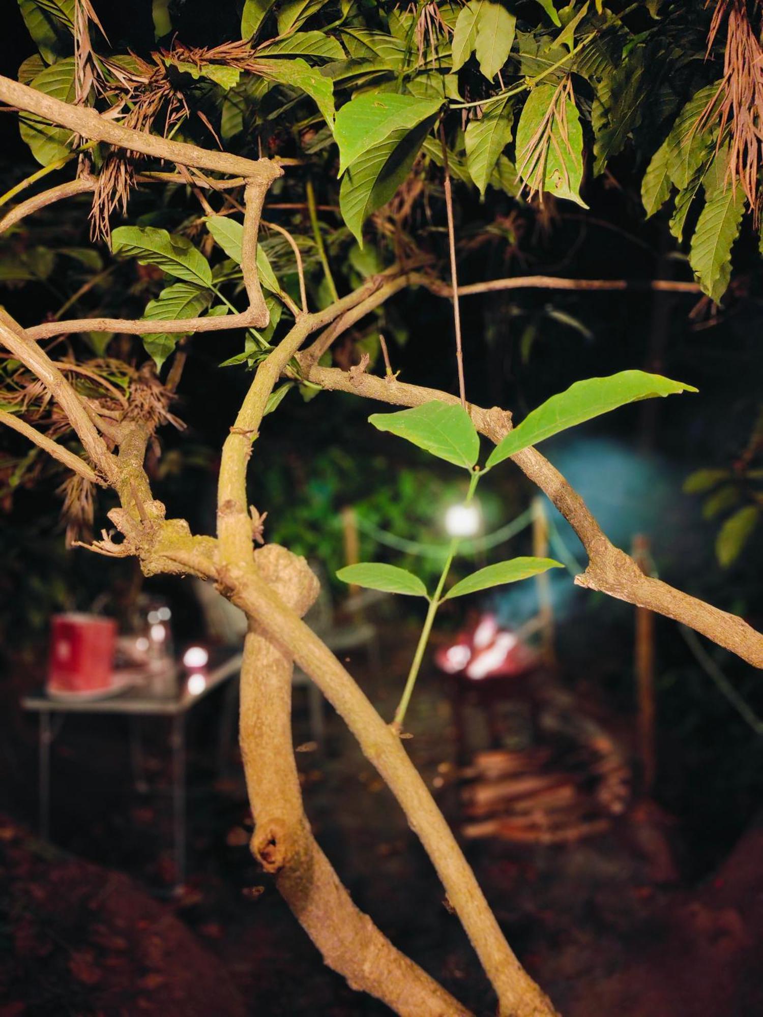 Cicadas Nature - A Frame Farm stay